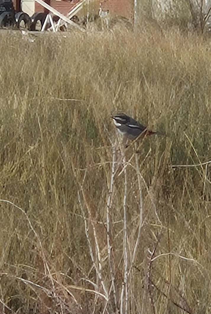 Ringed Warbling Finch - ML642431040