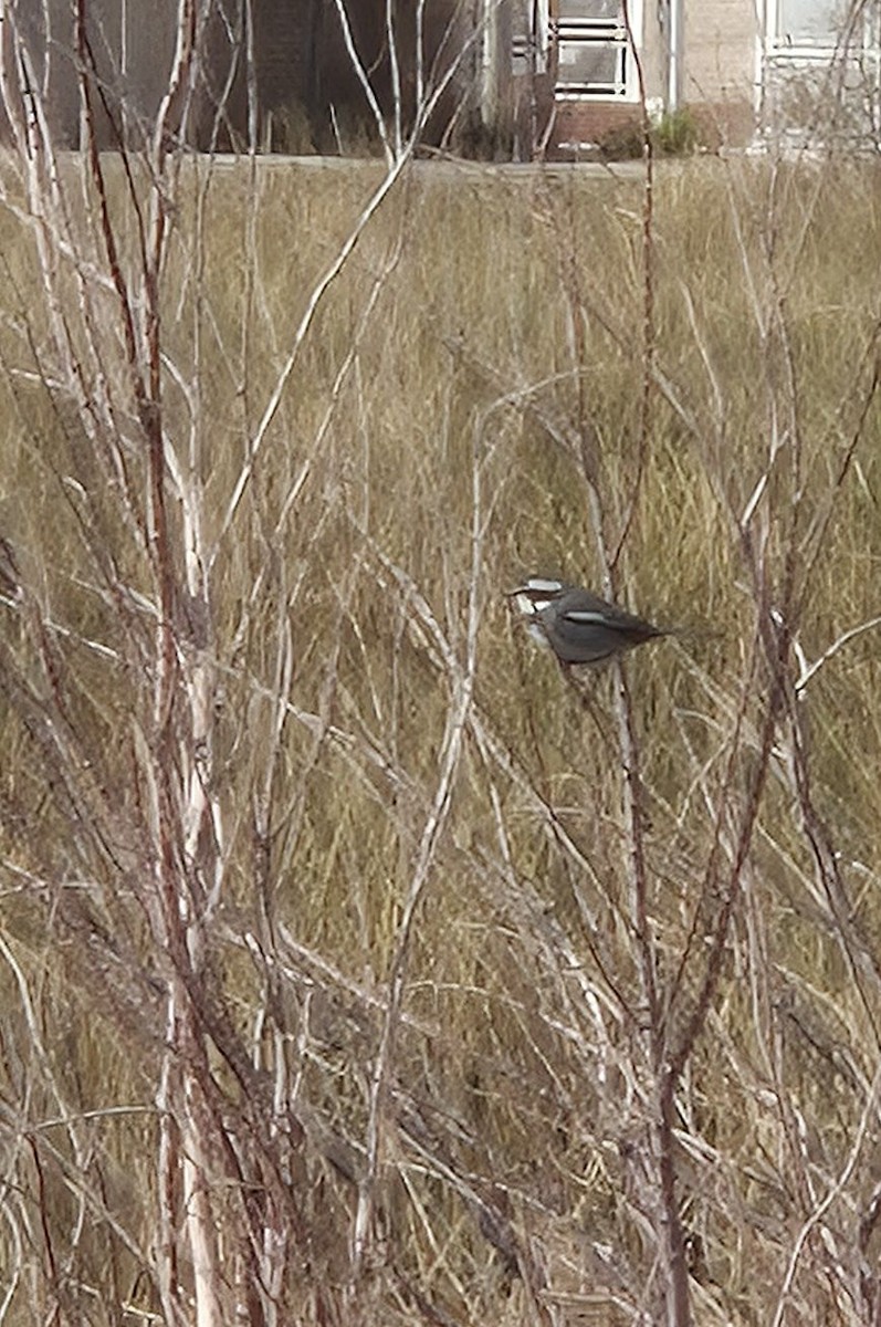 Ringed Warbling Finch - ML642431041