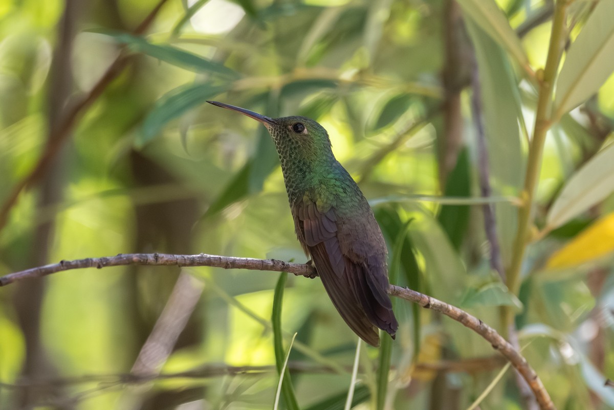 Berylline Hummingbird - ML642431044