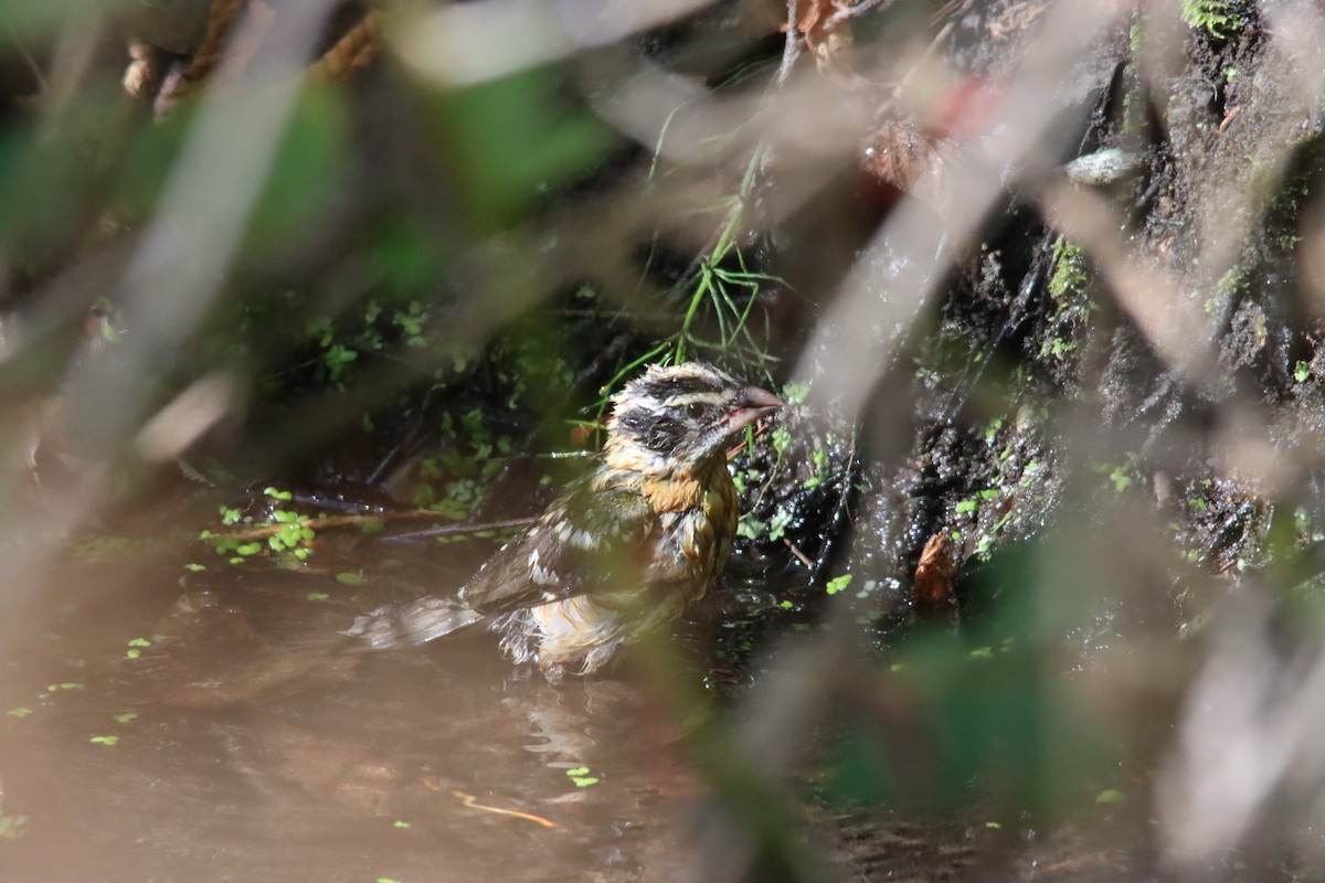 Black-headed Grosbeak - ML642431046