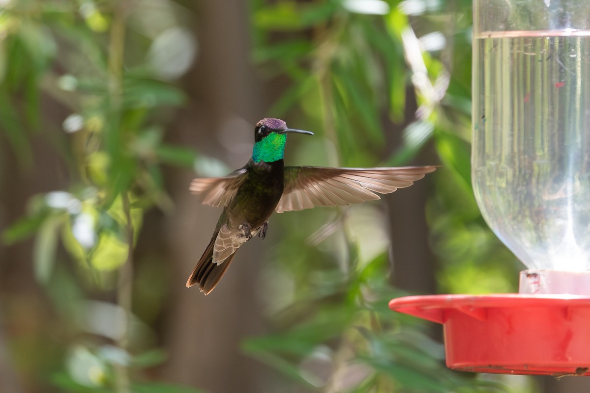 Rivoli's Hummingbird - ML642431058