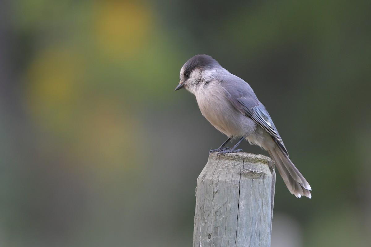 Canada Jay - ML642431060