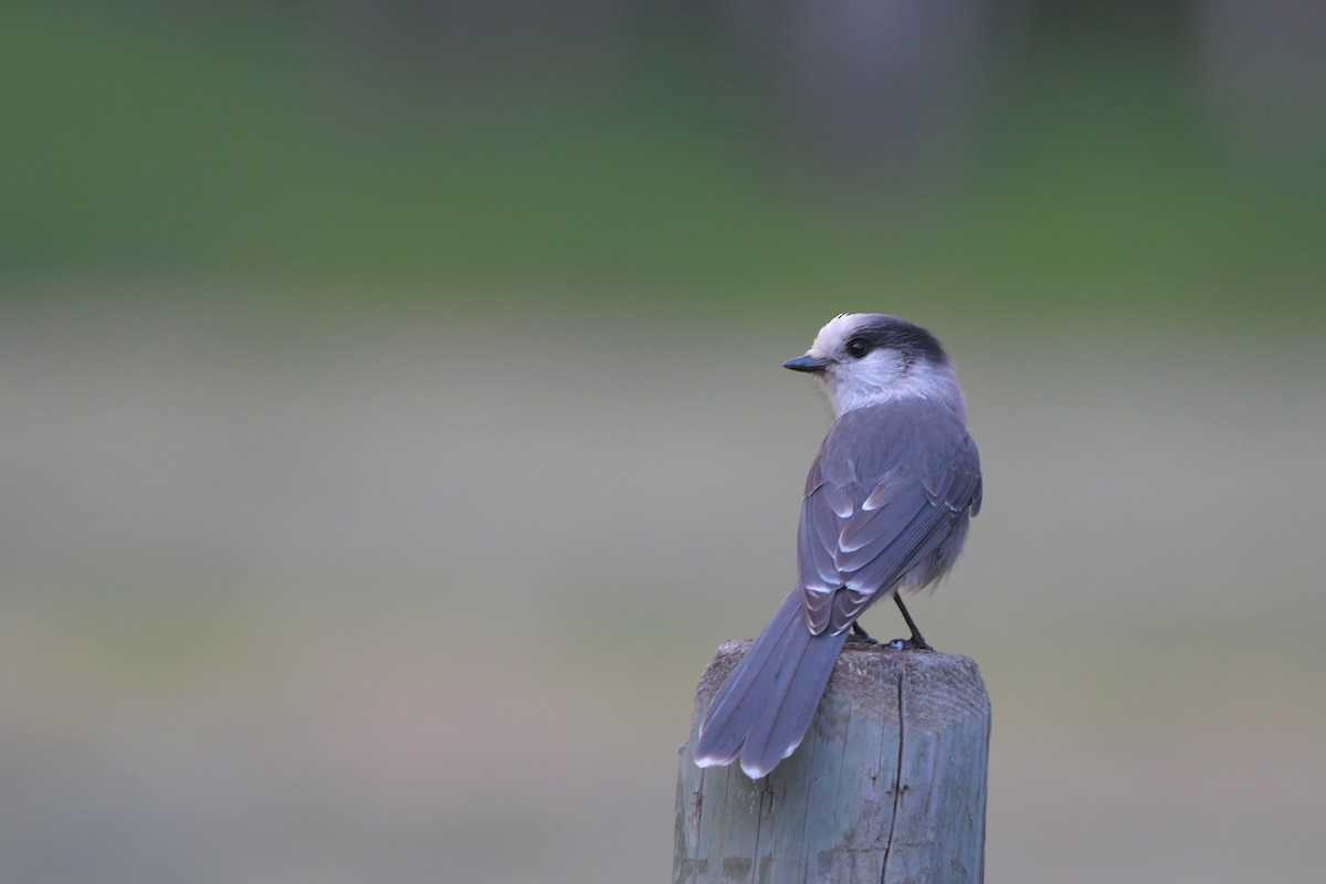 Canada Jay - ML642431061