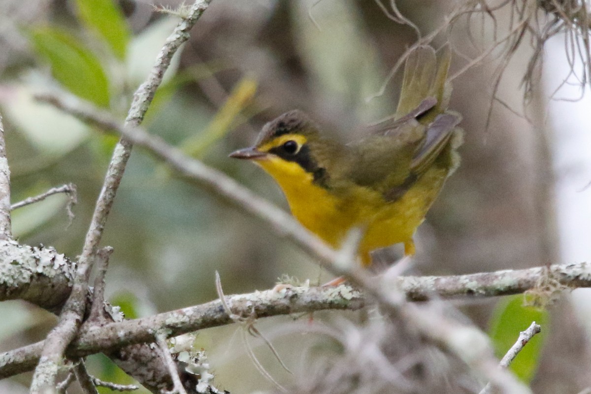 Kentucky Warbler - ML642431065