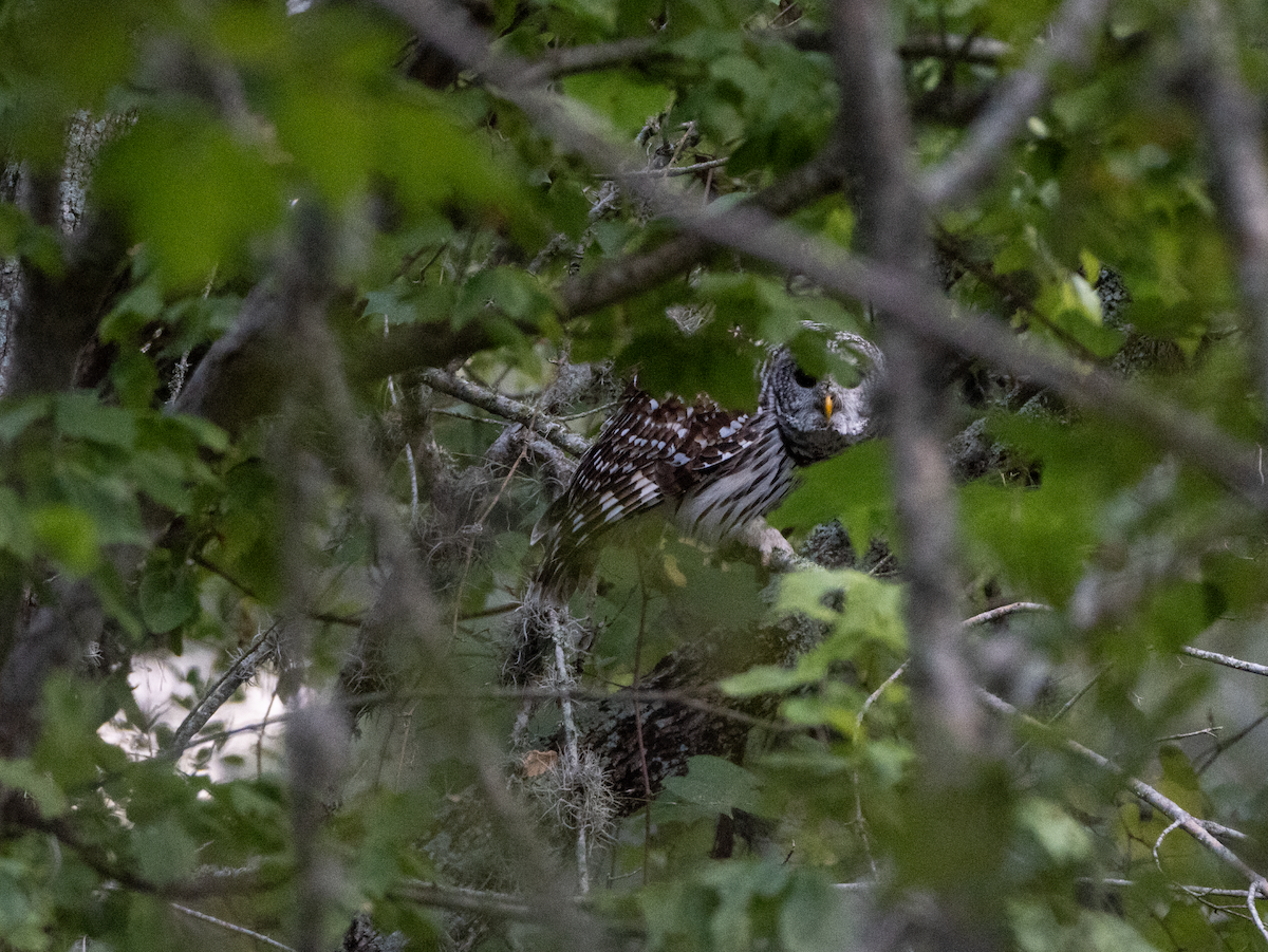 Barred Owl - ML642431072