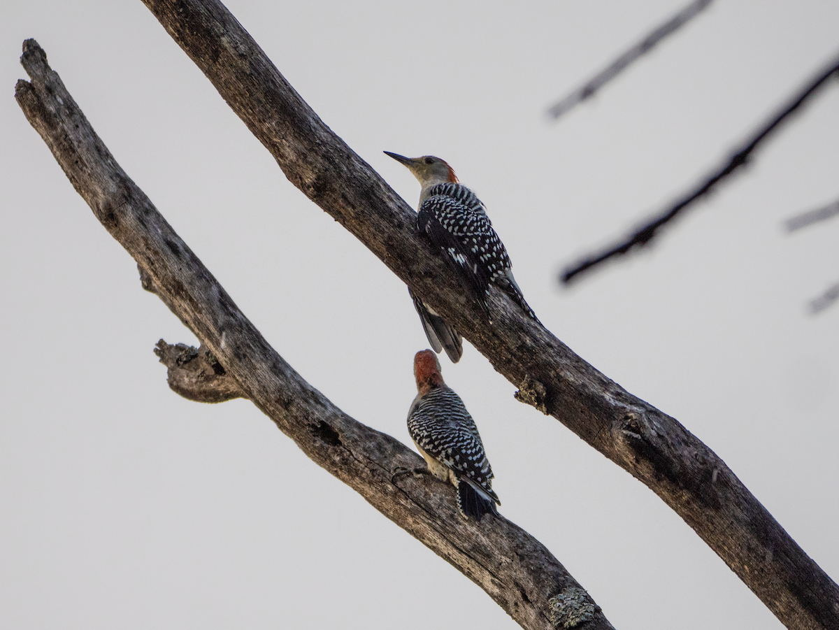 Red-bellied Woodpecker - ML642431074