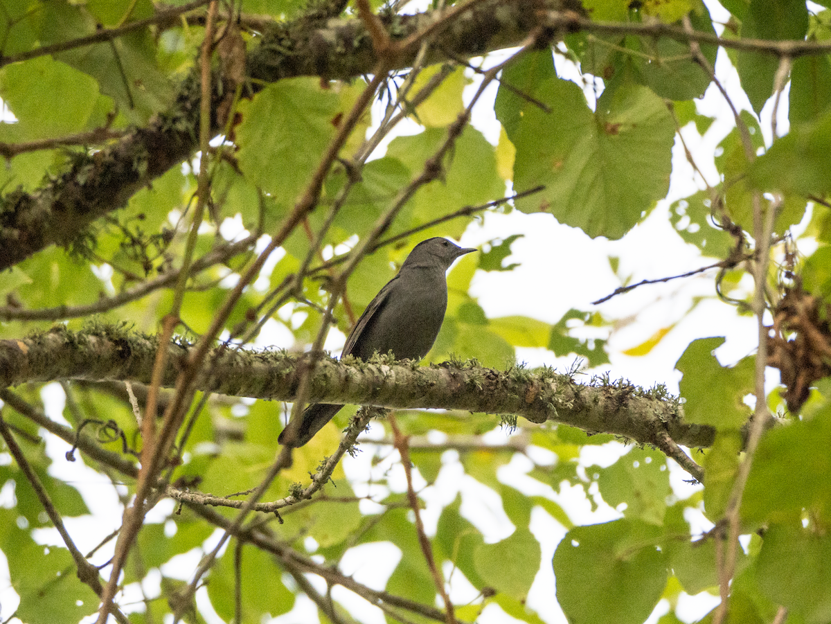 Gray Catbird - ML642431102