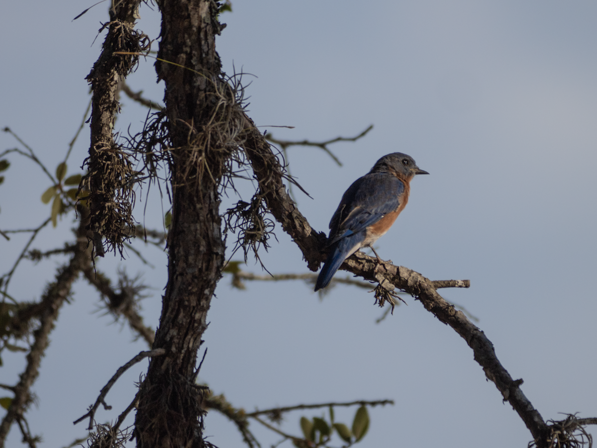 Eastern Bluebird - ML642431108
