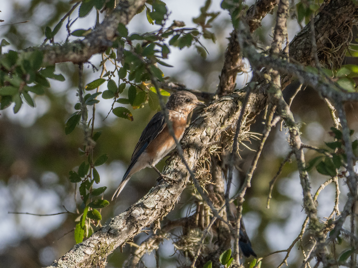 Eastern Bluebird - ML642431109