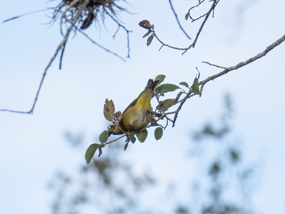 Nashville Warbler - ML642431114