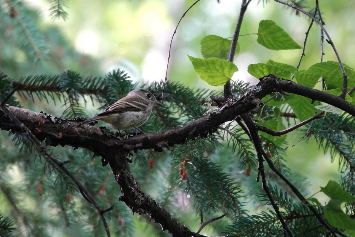 Hammond's Flycatcher - ML642431141