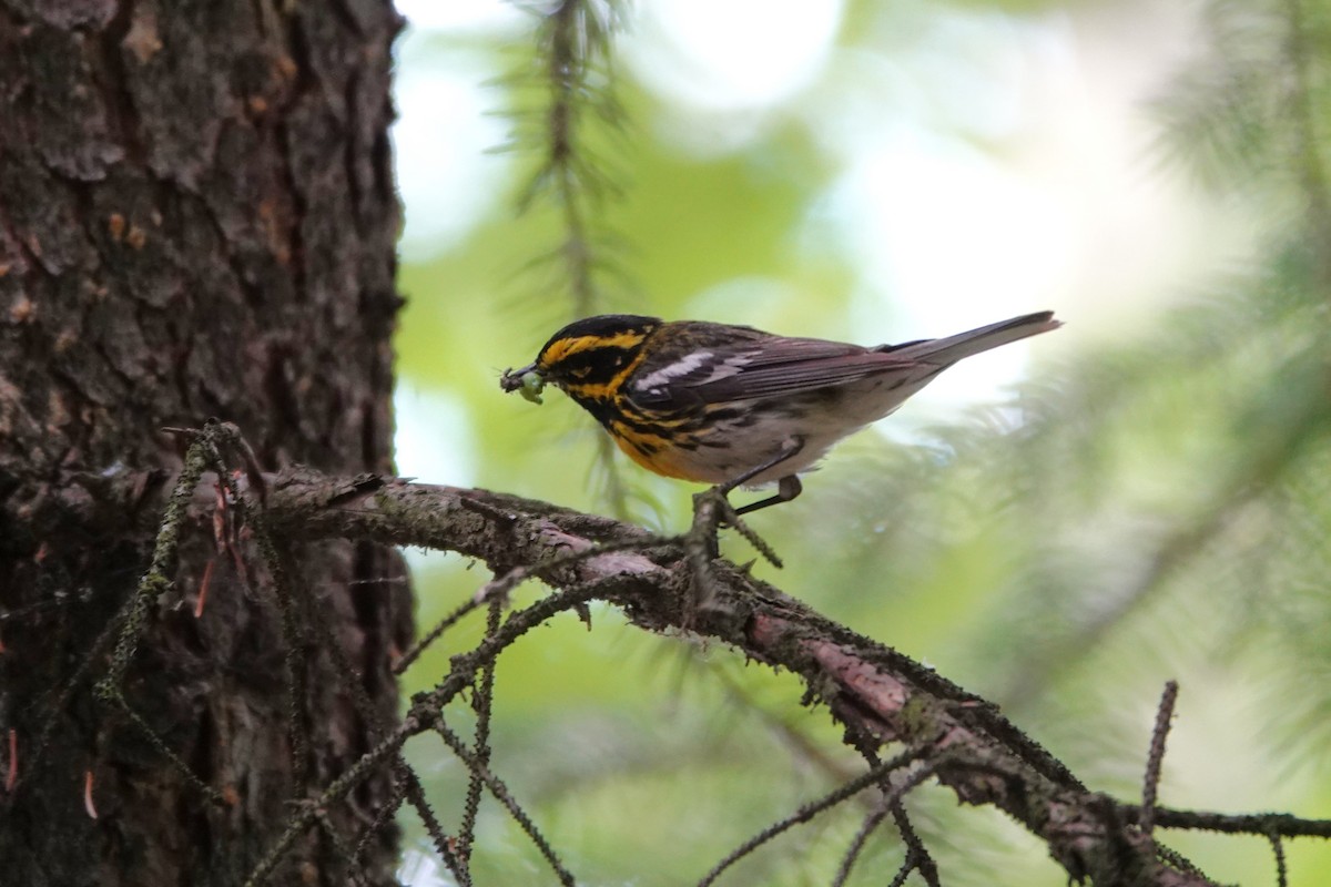 Townsend's Warbler - ML642431147