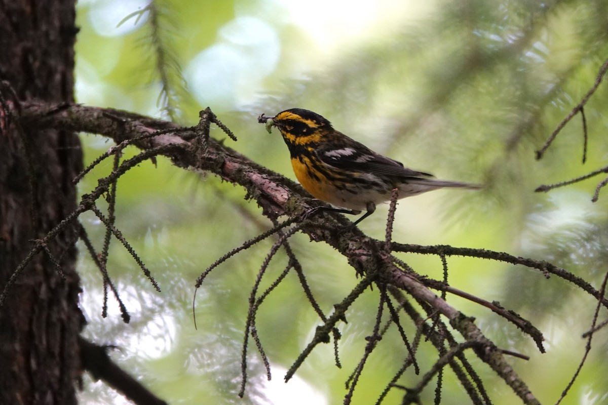 Townsend's Warbler - ML642431148
