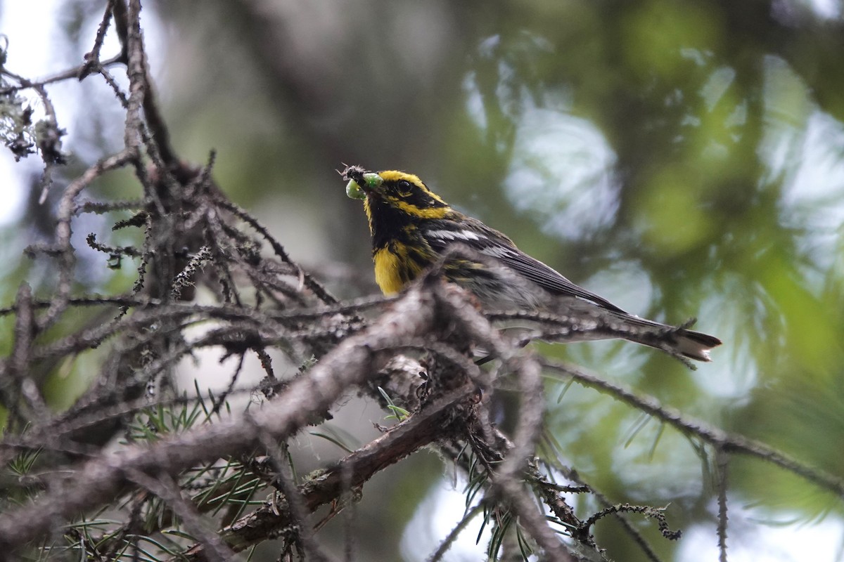 Townsend's Warbler - ML642431149