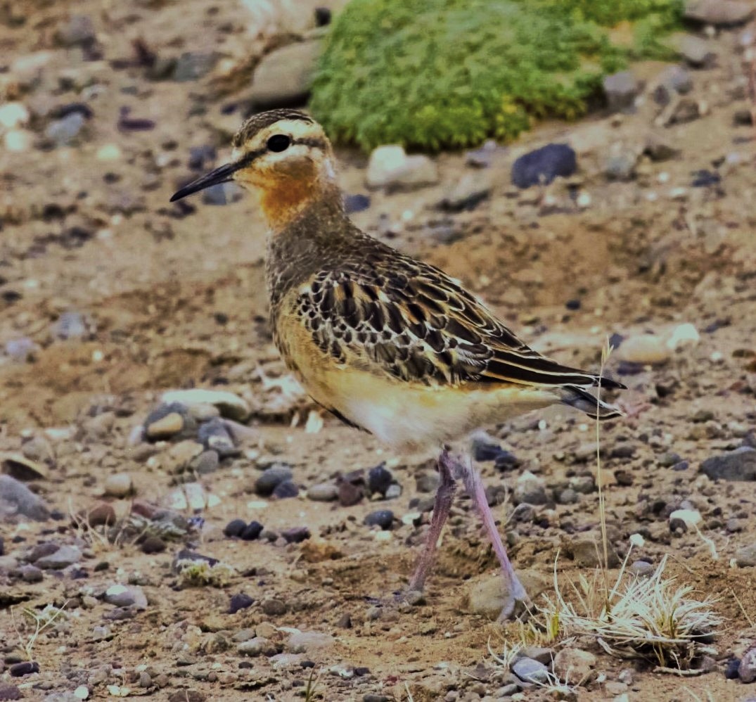 Tawny-throated Dotterel - ML642431214