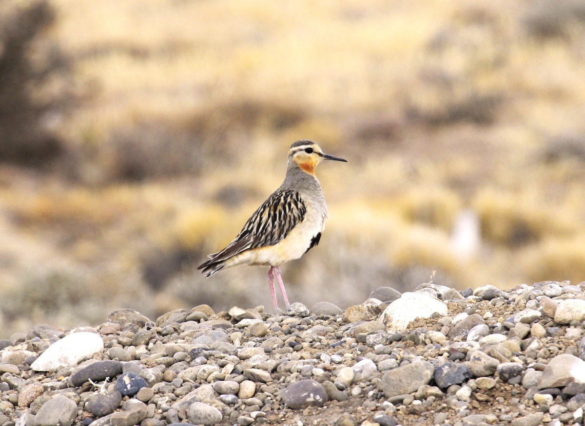 Tawny-throated Dotterel - ML642431216