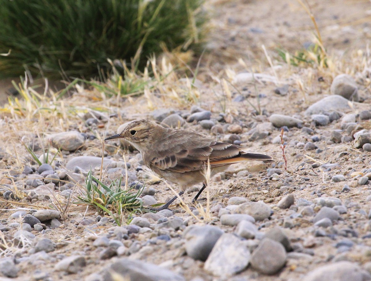 Common Miner - ML642431220