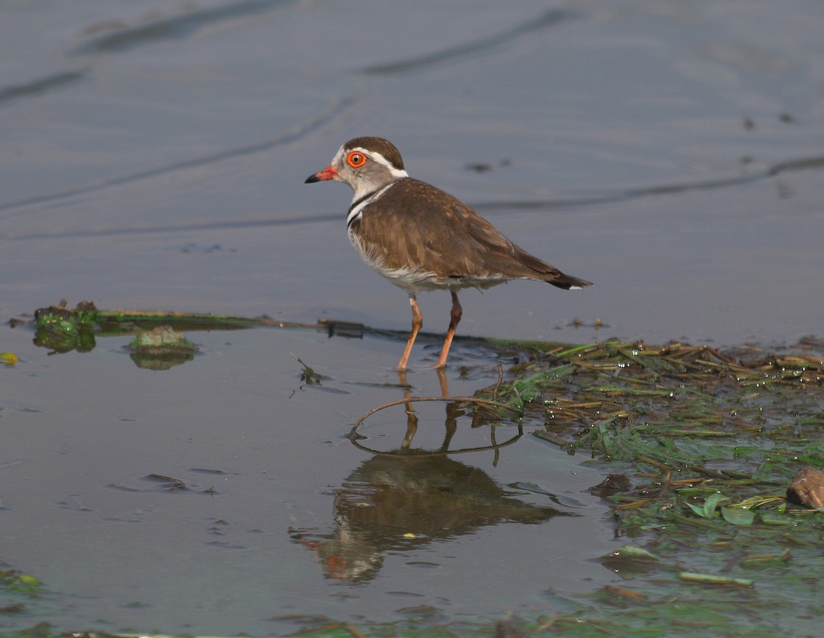 Three-banded Plover - ML642431225