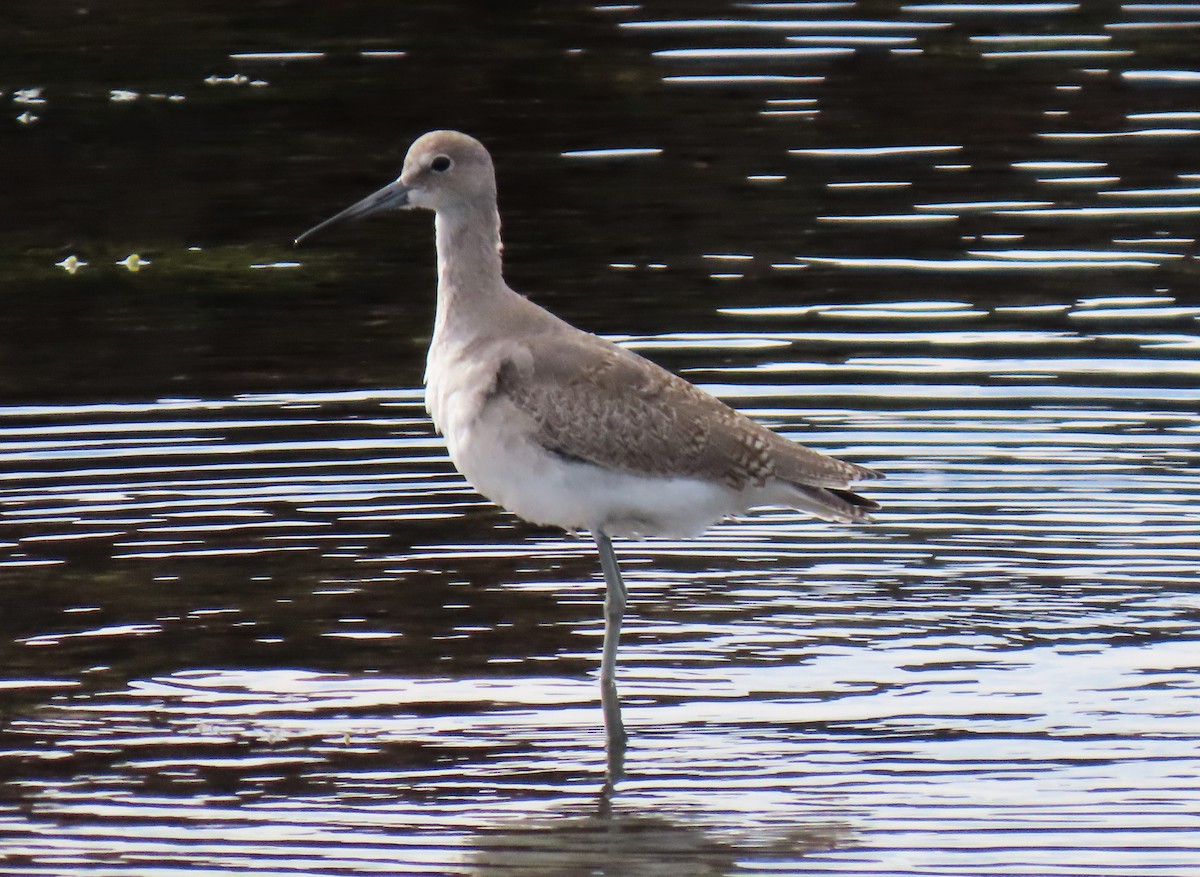 willetsnipe (inornata) - ML642431239