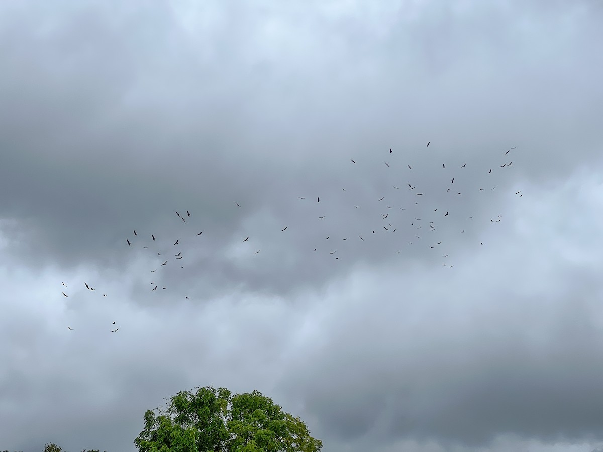 Turkey Vulture - ML642431248