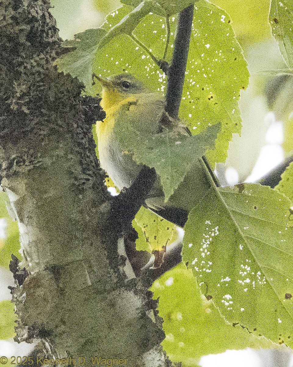 Northern Parula - ML642431252