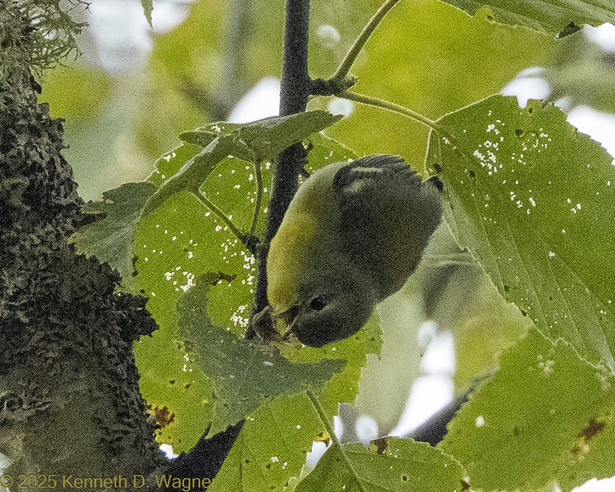 Northern Parula - ML642431253