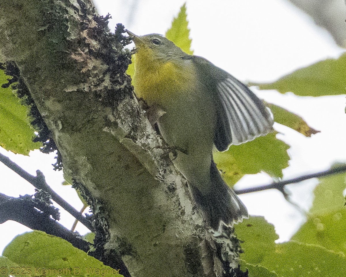 Northern Parula - ML642431254