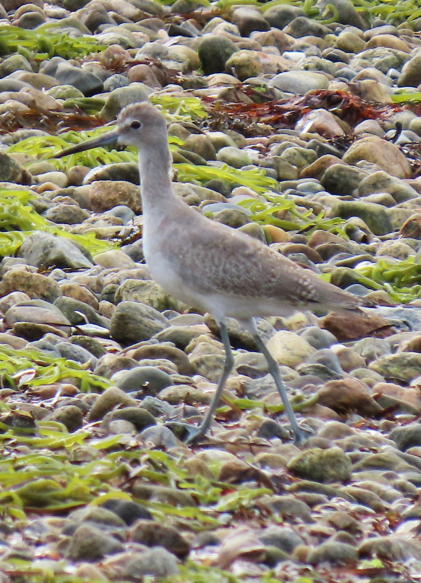 willetsnipe (inornata) - ML642431255