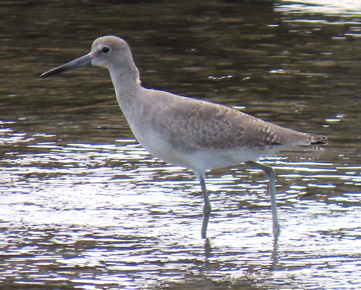 willetsnipe (inornata) - ML642431266