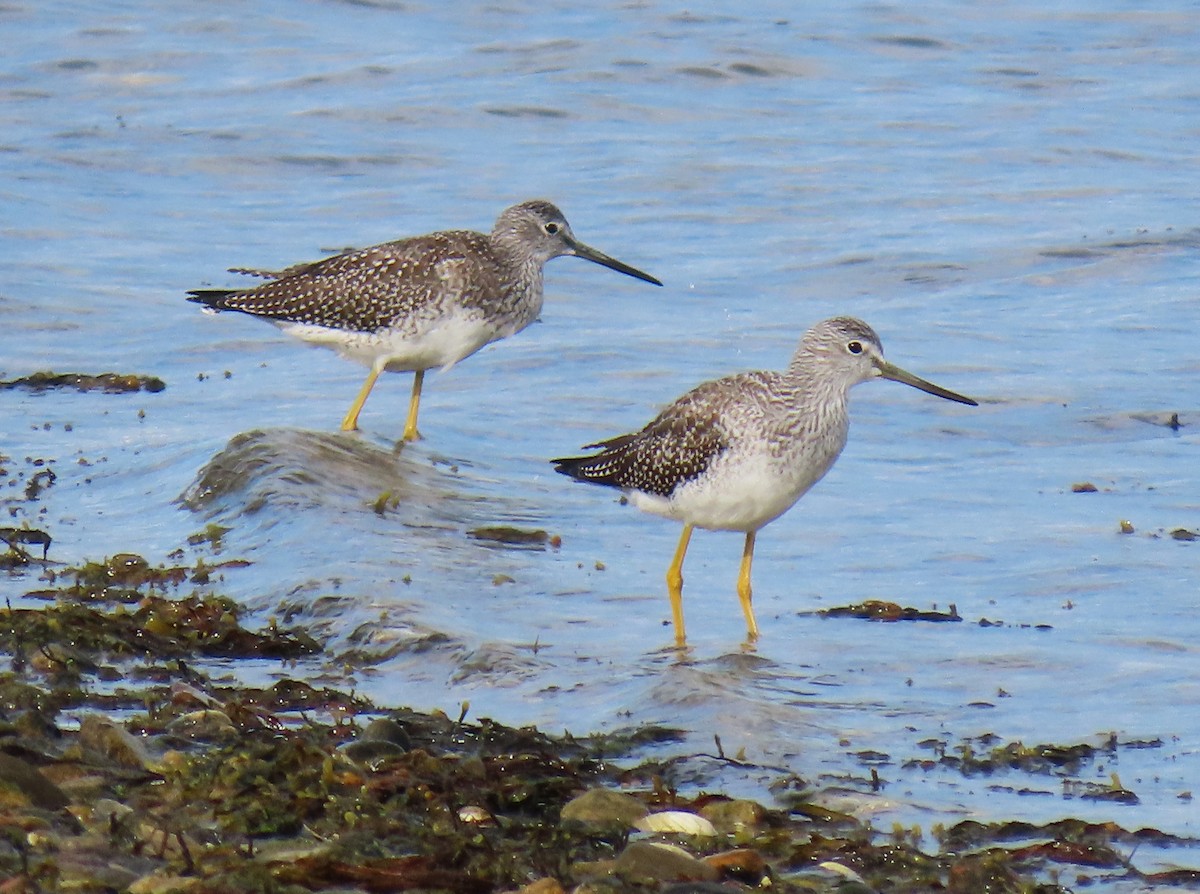 plystresnipe - ML642431304