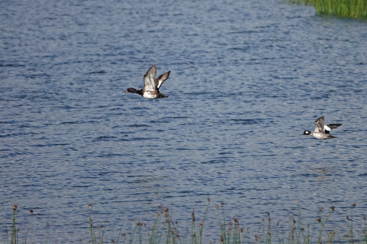 Lesser Scaup - ML642431328