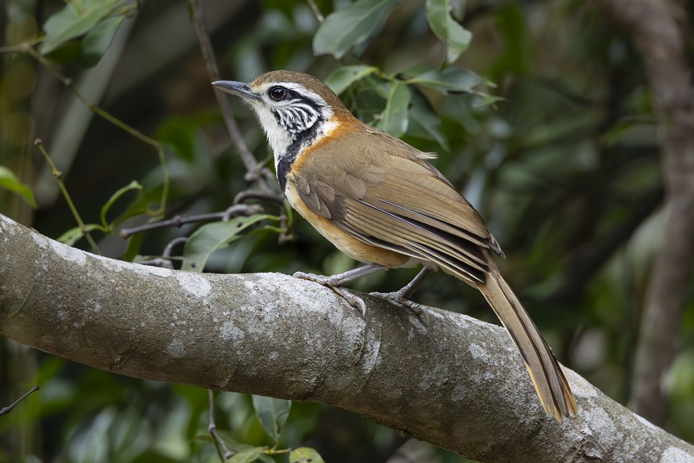 Greater Necklaced Laughingthrush - ML642431368