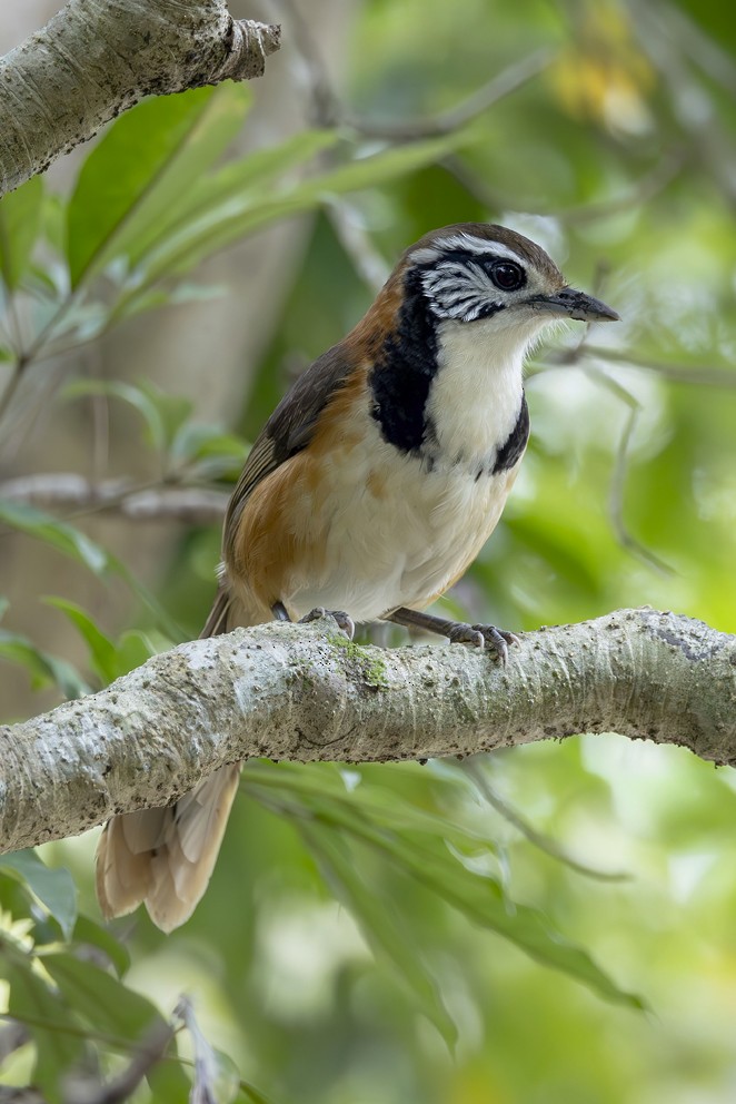 Greater Necklaced Laughingthrush - ML642431369