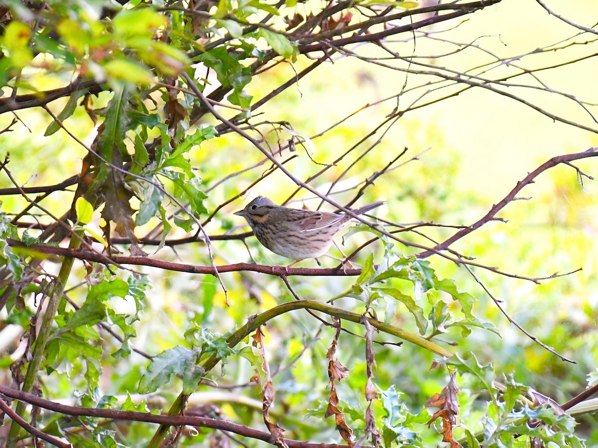 Lincoln's Sparrow - ML642431382