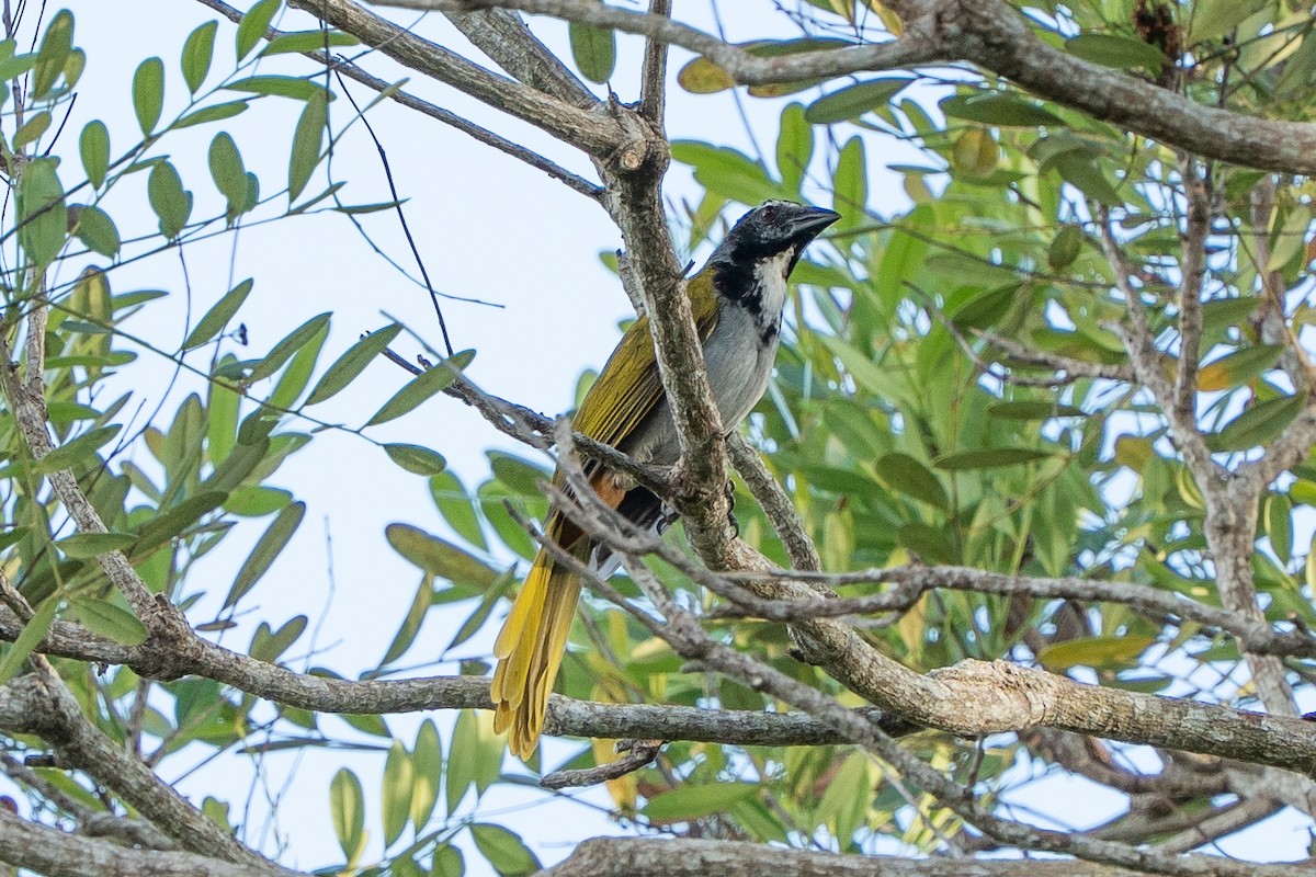 Black-headed Saltator - ML642431422