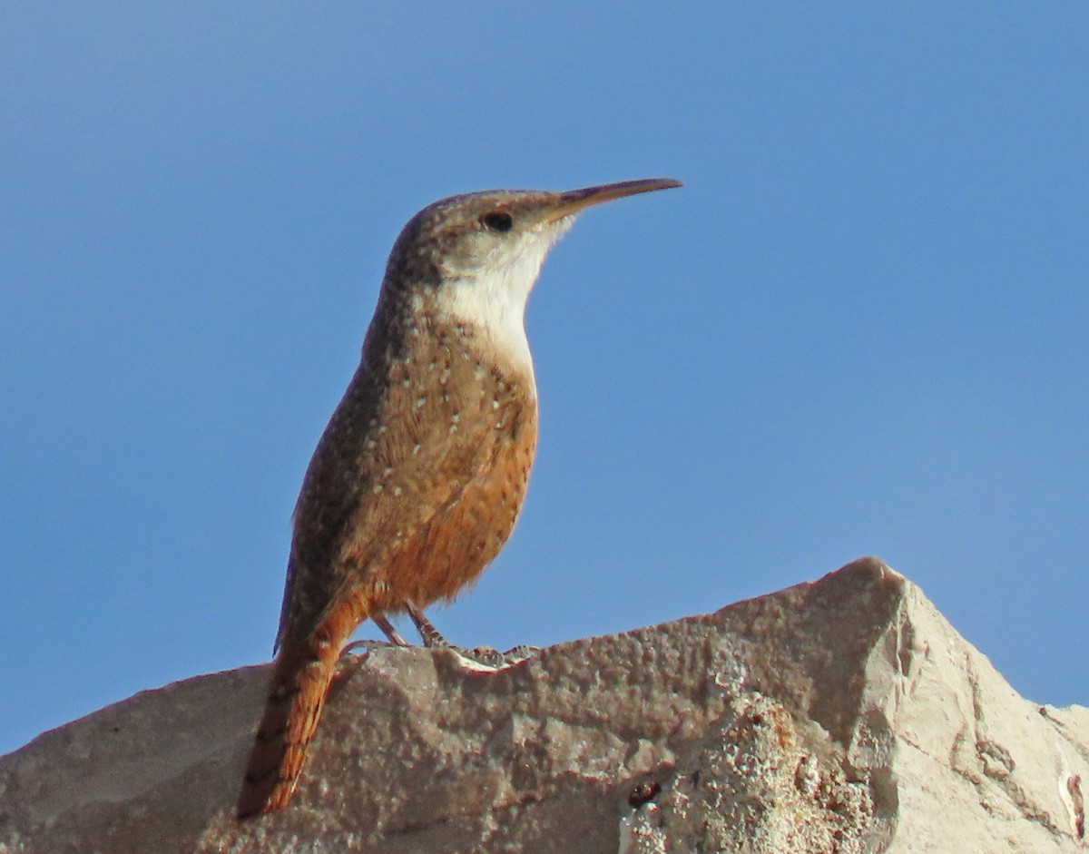 Canyon Wren - ML642431423