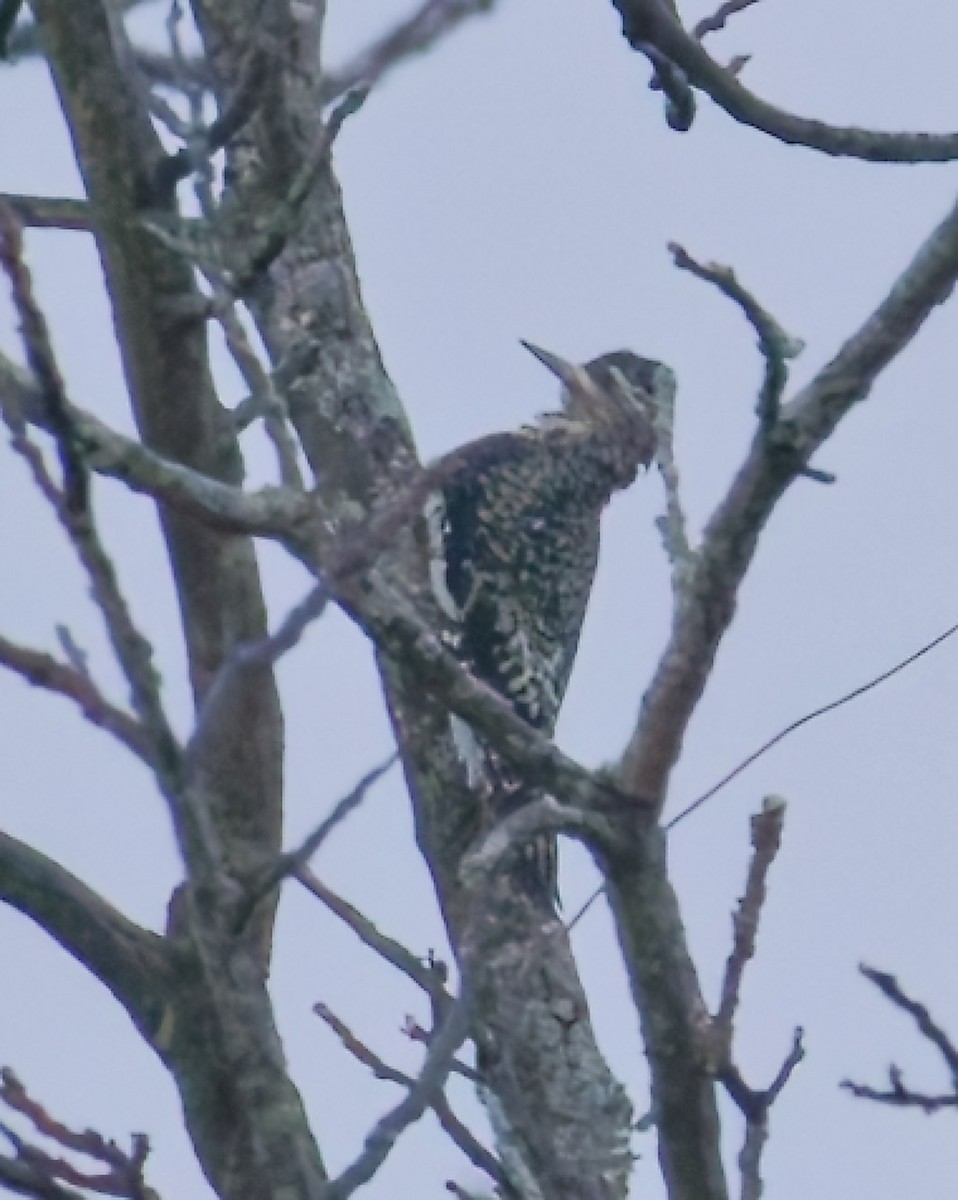 Yellow-bellied Sapsucker - ML642431502