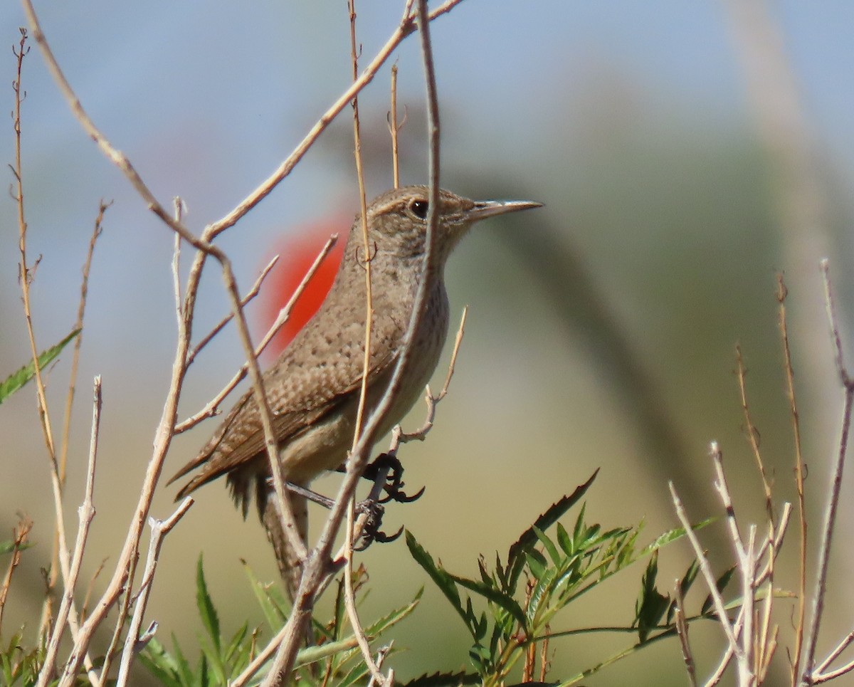 Rock Wren - ML642431529