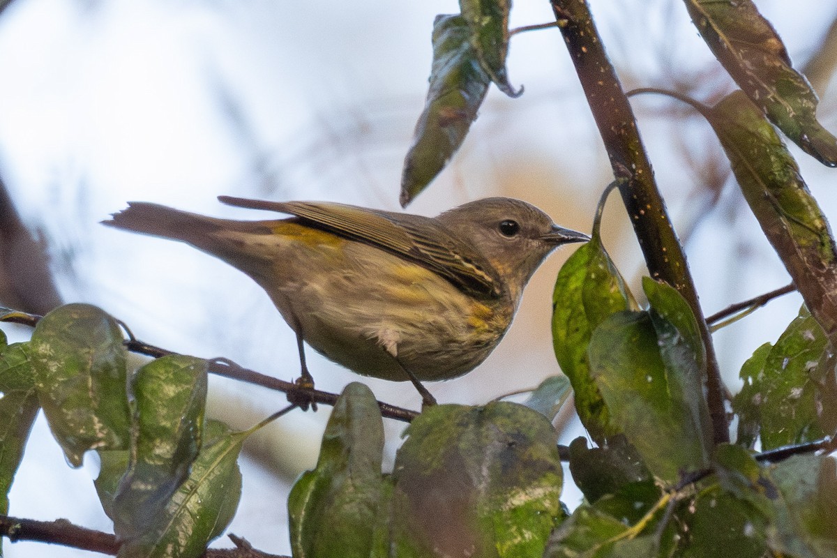 Cape May Warbler - ML642431592