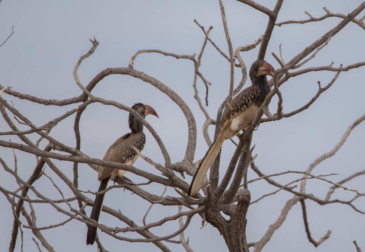 Monteiro's Hornbill - ML642431622
