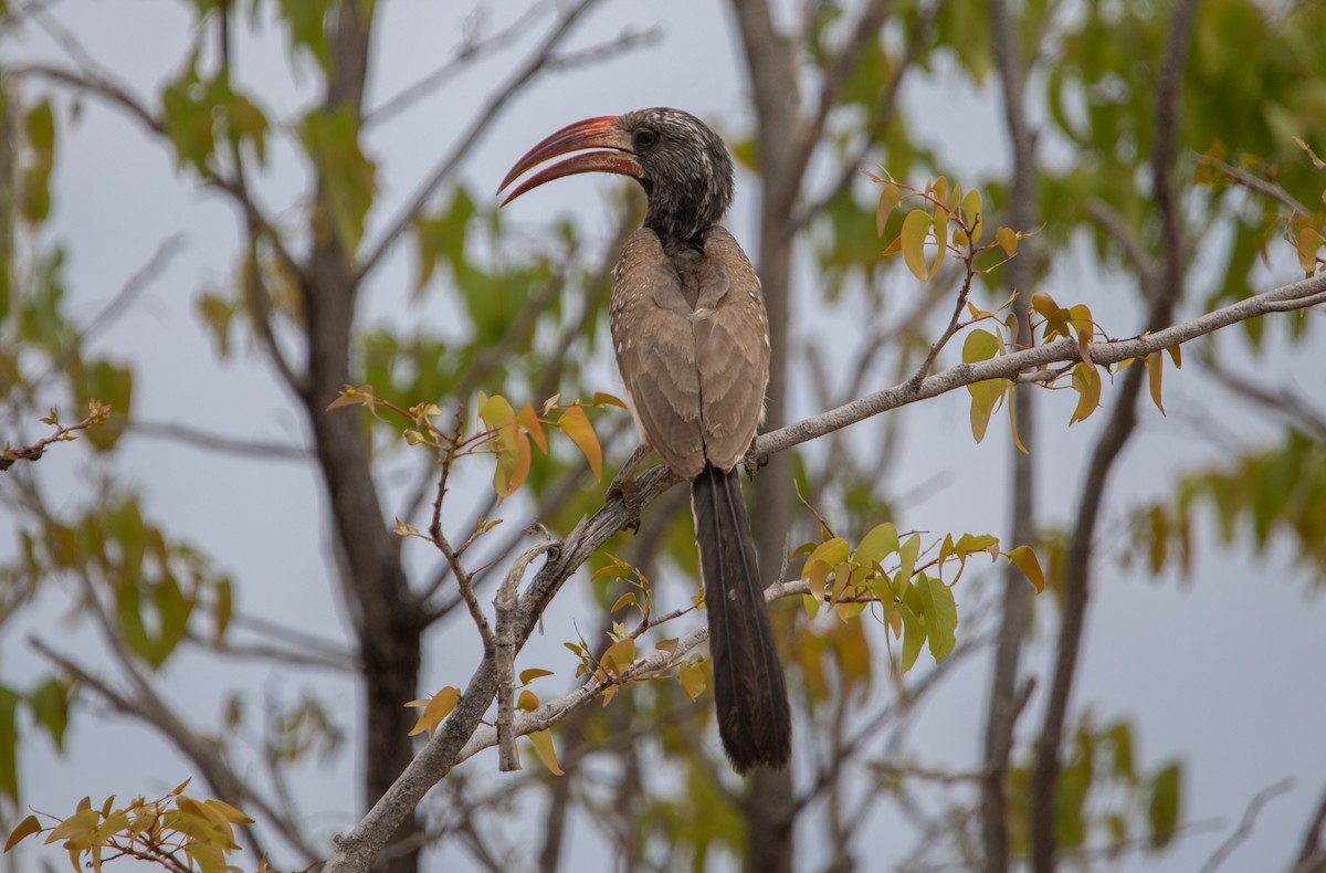 Monteiro's Hornbill - ML642431623