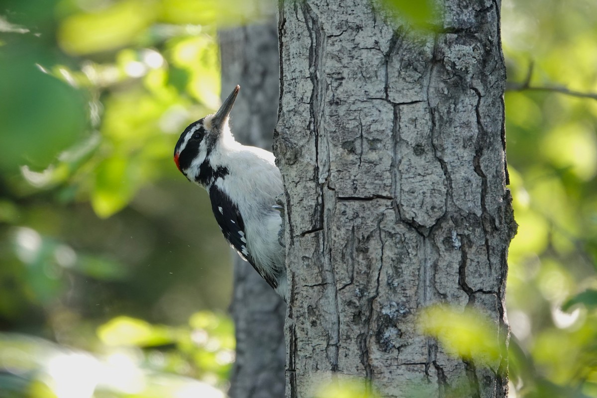 Hairy Woodpecker - ML642431633