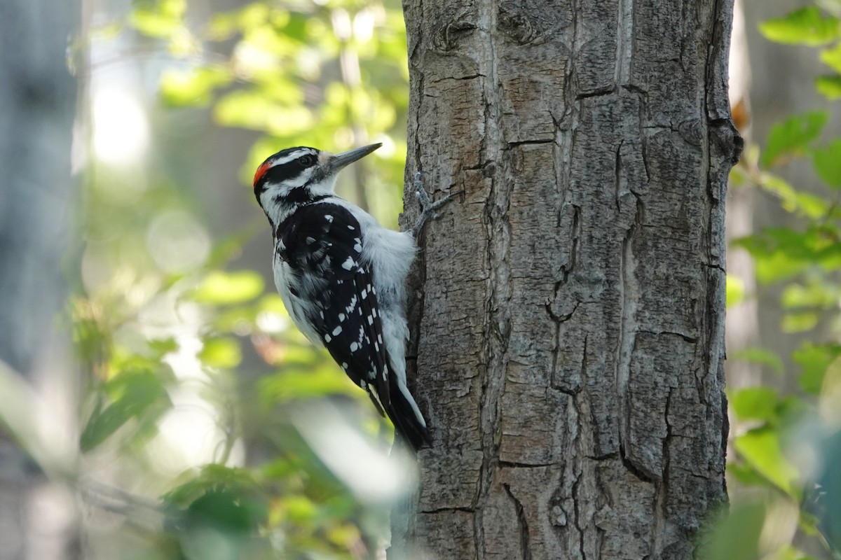 Hairy Woodpecker - ML642431634