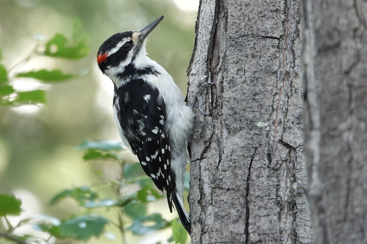 Hairy Woodpecker - ML642431635