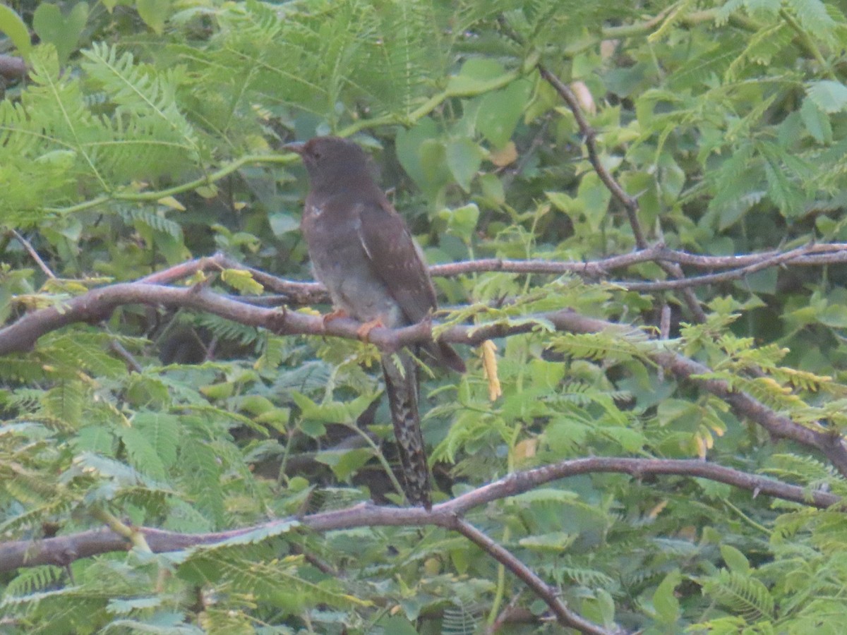 Gray-bellied Cuckoo - ML642431640