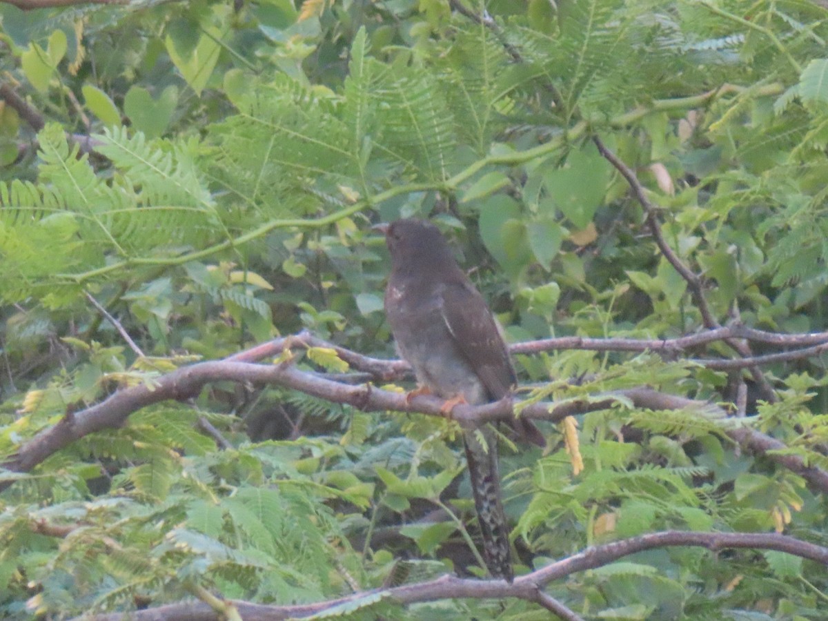 Gray-bellied Cuckoo - ML642431641