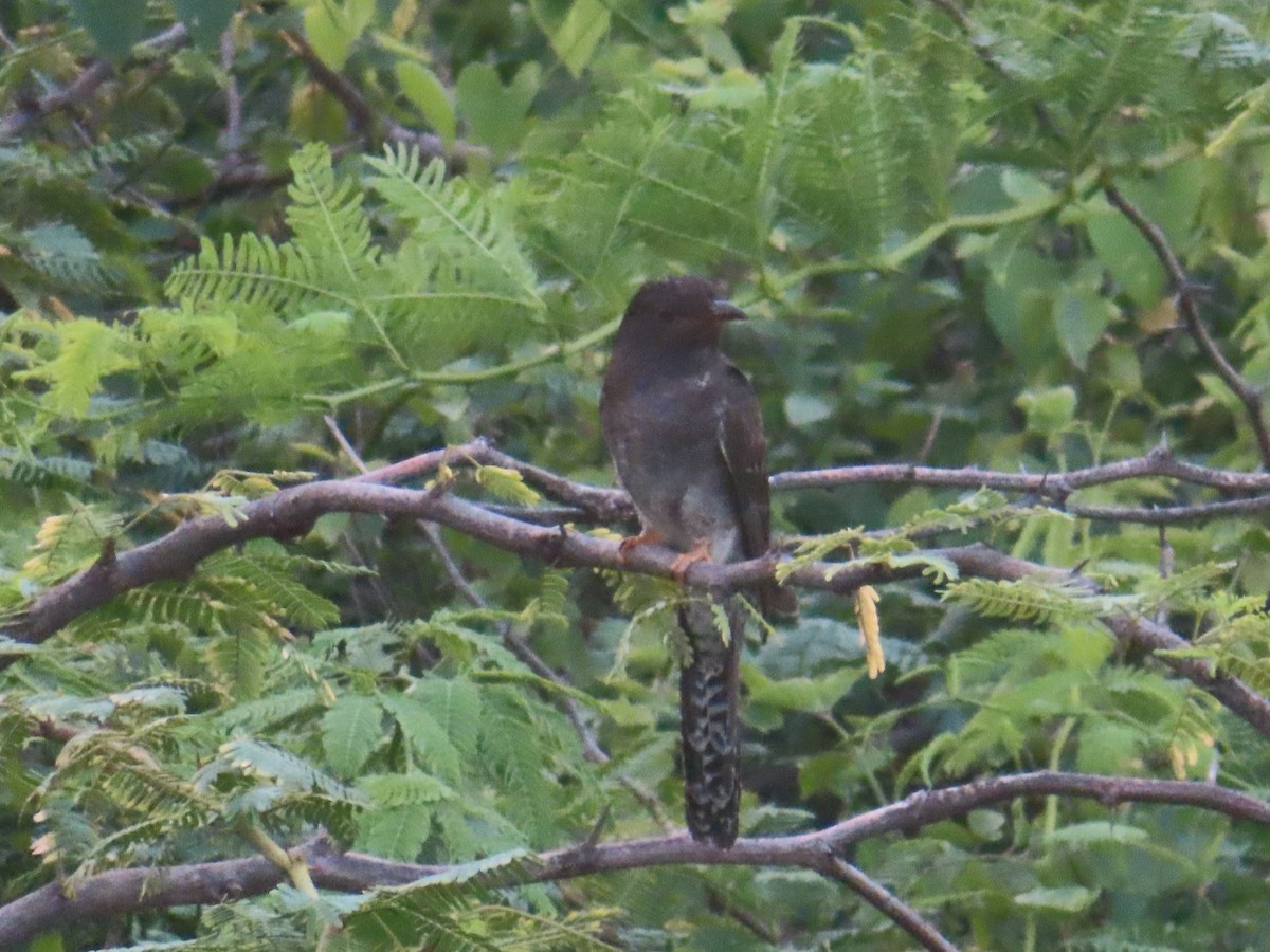 Gray-bellied Cuckoo - ML642431642