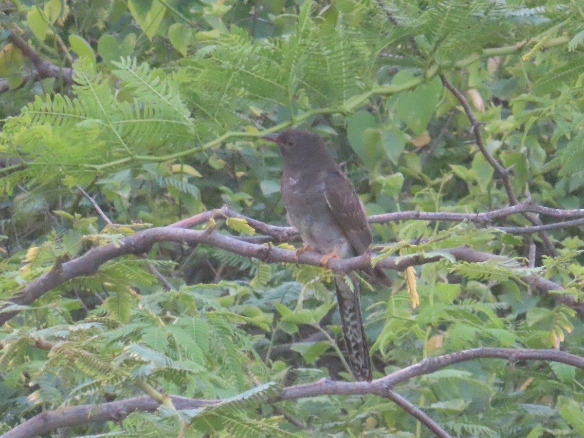 Gray-bellied Cuckoo - ML642431643