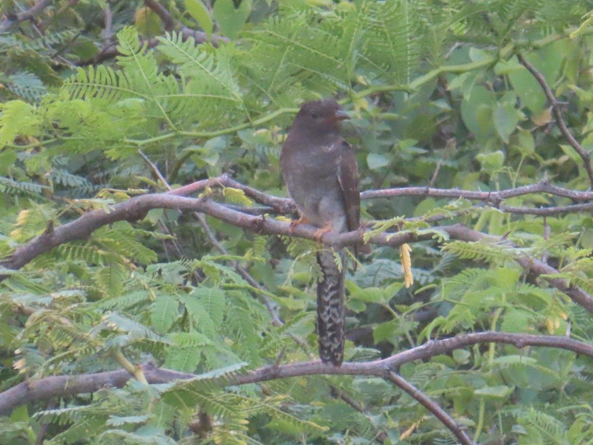 Gray-bellied Cuckoo - ML642431644