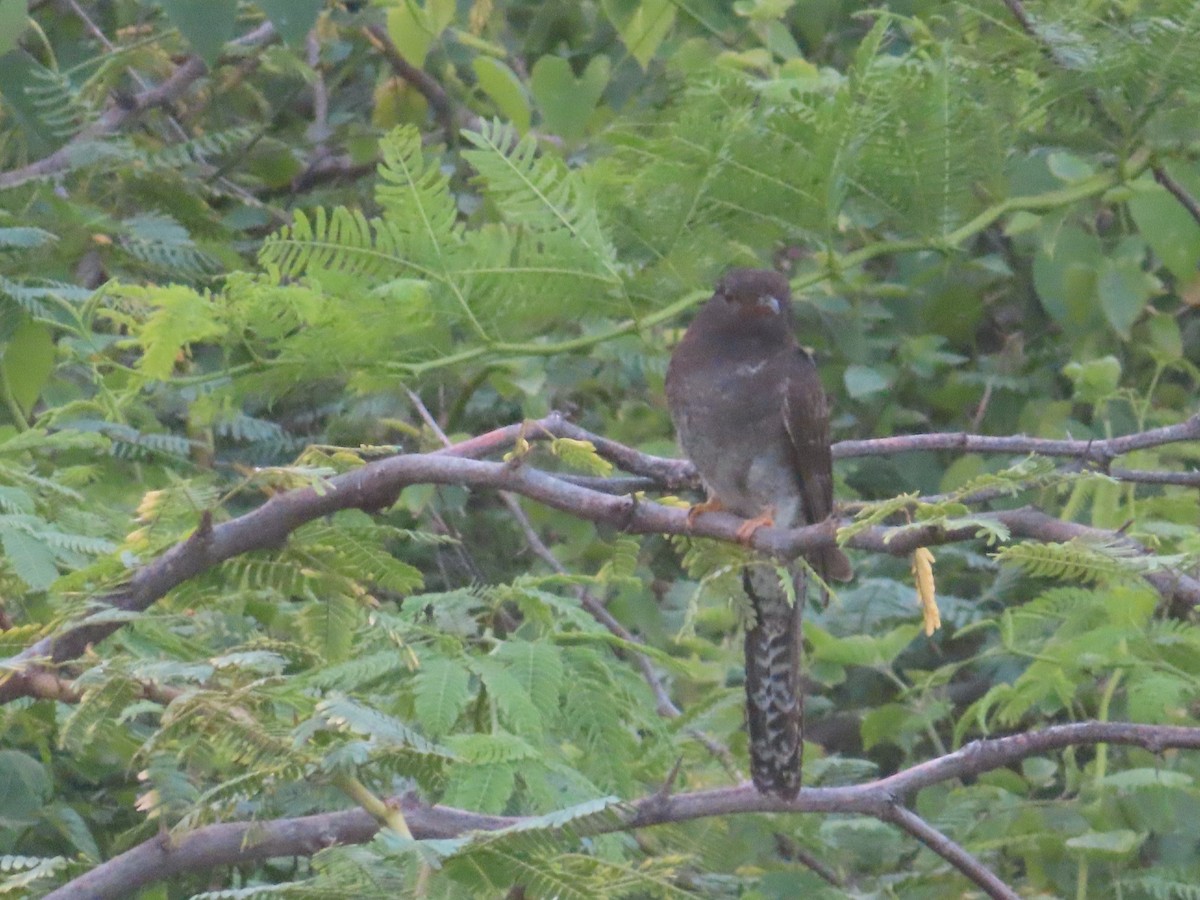 Gray-bellied Cuckoo - ML642431645
